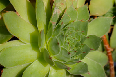 Sempervivum tectorum